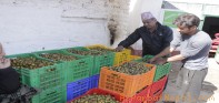 पर्वतमा डेढसय मेट्रिक टन लप्सी उत्पादन
